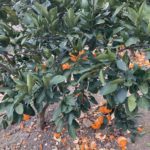 ミカンの木と皮