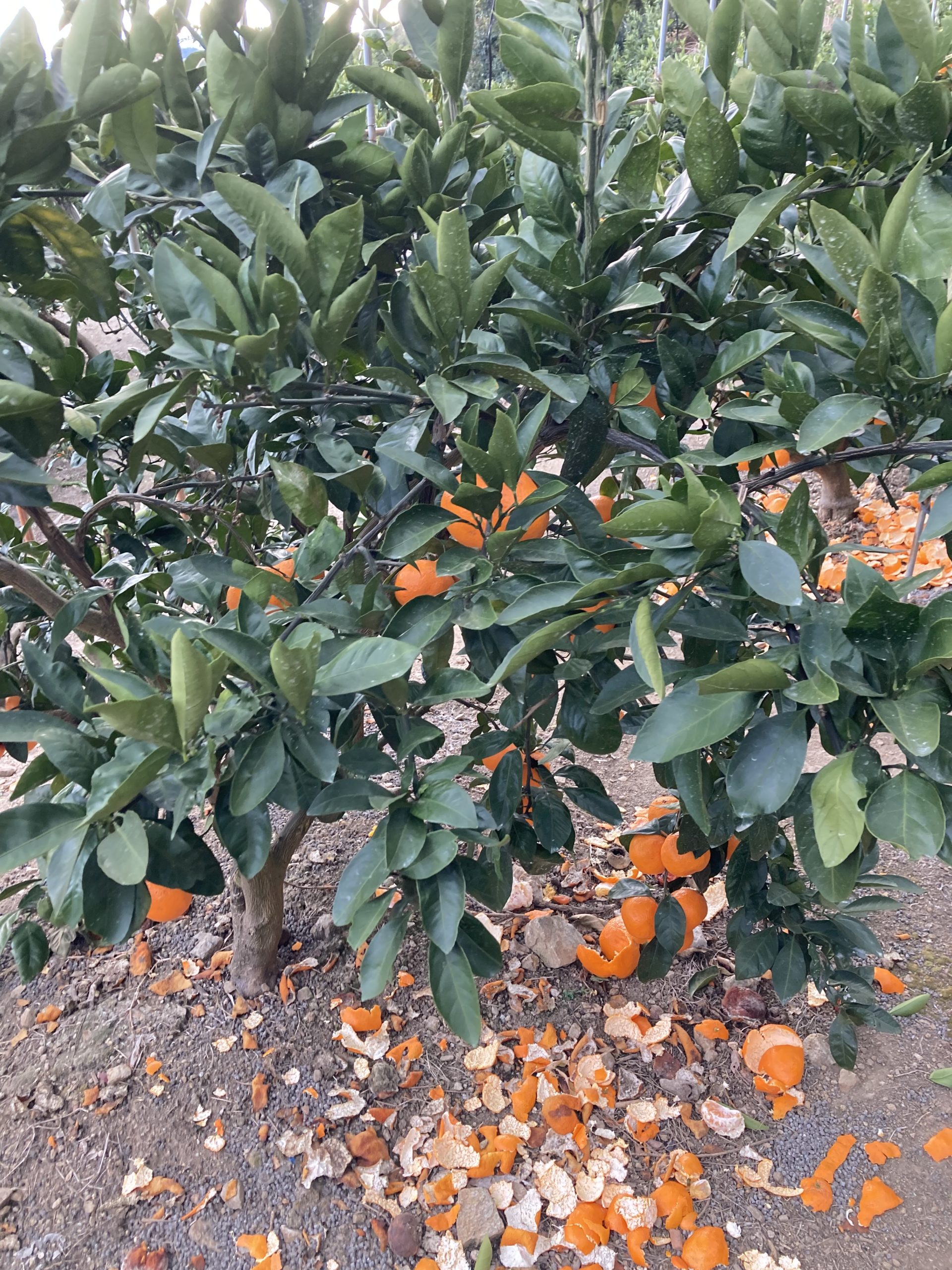 ミカンの木と皮