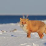 モフモフのきつね