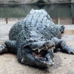 口をあけたワニ