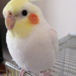 白いオカメインコ