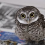 丸っこいフクロウ