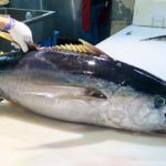 解体されるマグロ