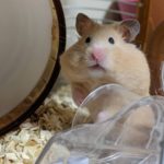 ほお袋にエサが詰まったハムスター