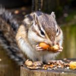 どんぐりを食べるリス