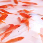 金魚すくいのワキン