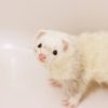 白いフェレット