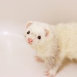 白いフェレット