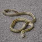 アオダイショウの写真