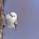 木にはりつくシマエナガ