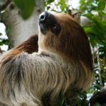 木の上のナマケモノ