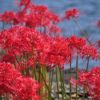 彼岸花