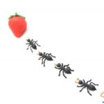 イチゴを目指すアリの行列